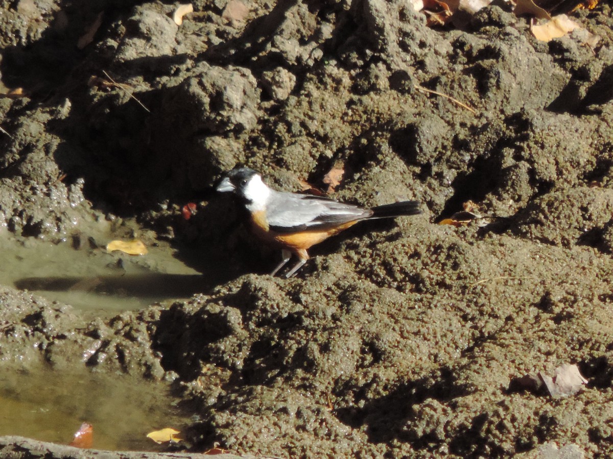 Coal-crested Finch - ML646371190
