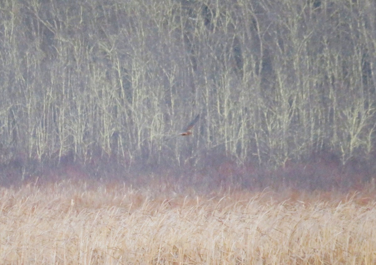 Northern Harrier - ML646371193