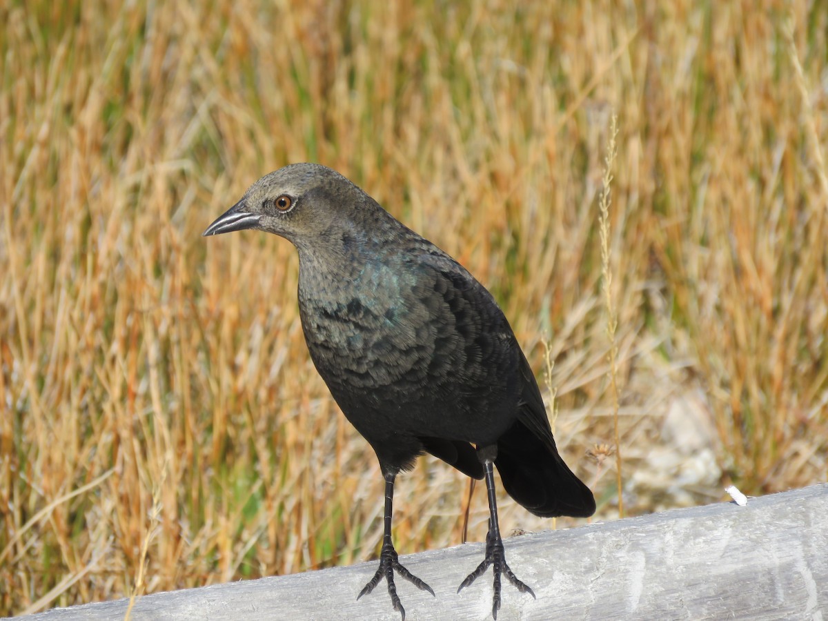 Brewer's Blackbird - ML646371196