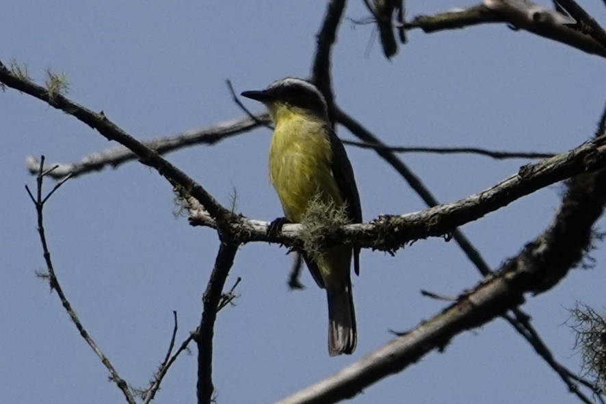 Three-striped Flycatcher - ML646371197