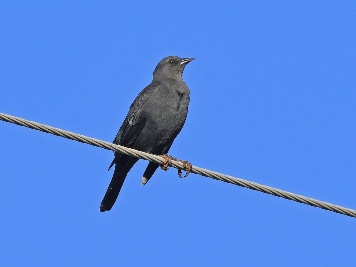 Brewer's Blackbird - ML646371198
