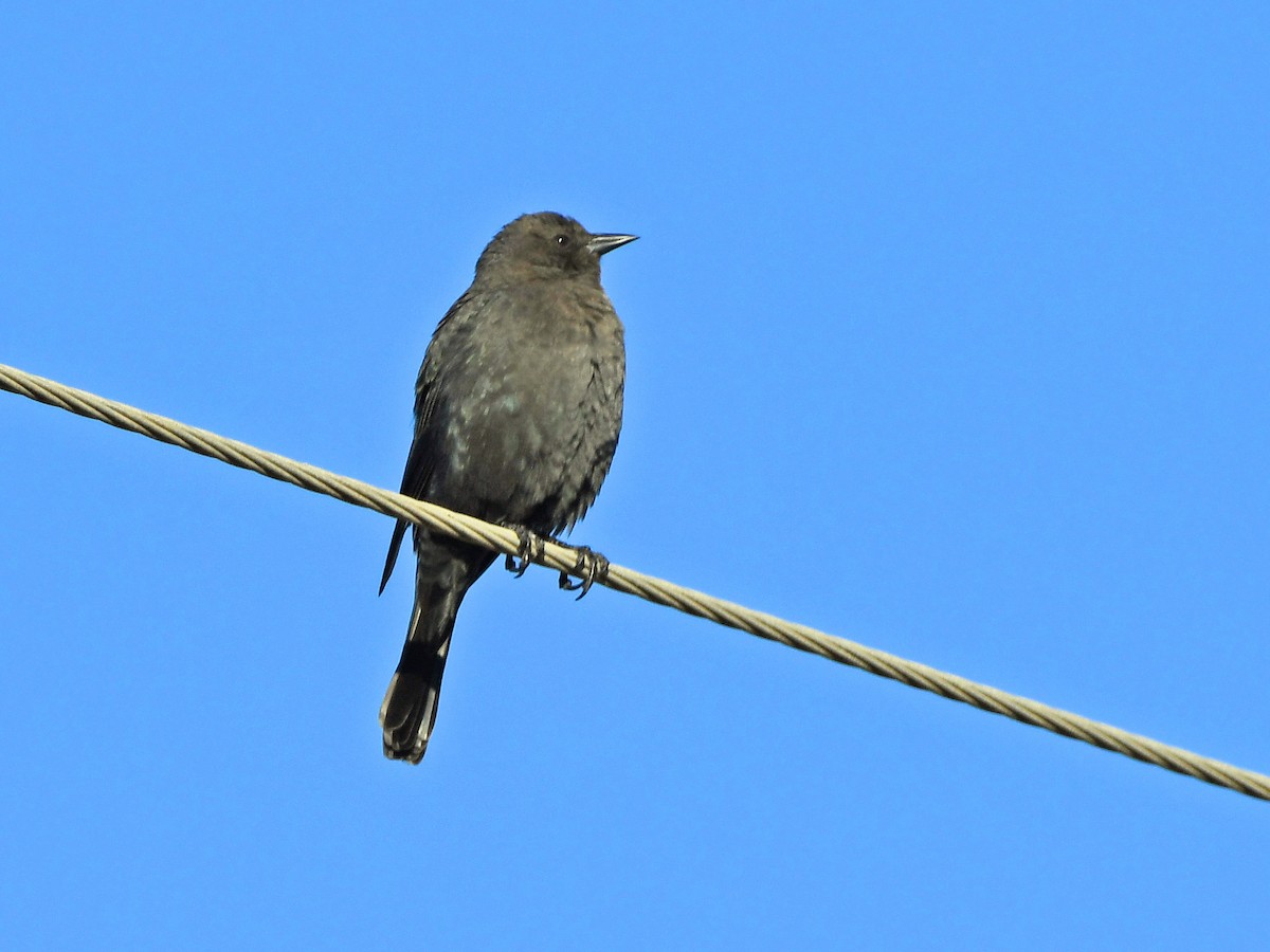 Brewer's Blackbird - ML646371199