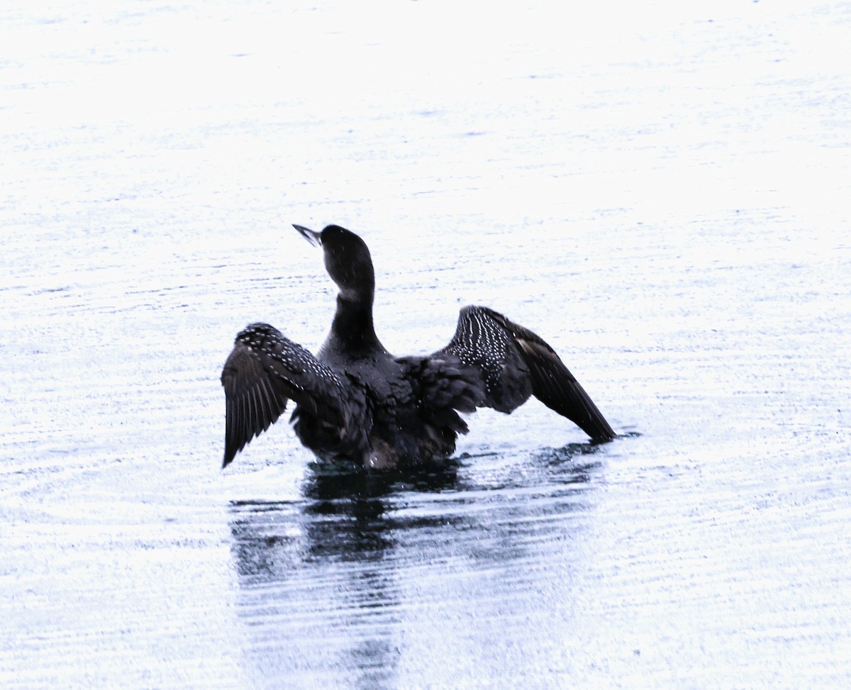 Common Loon - ML646371200