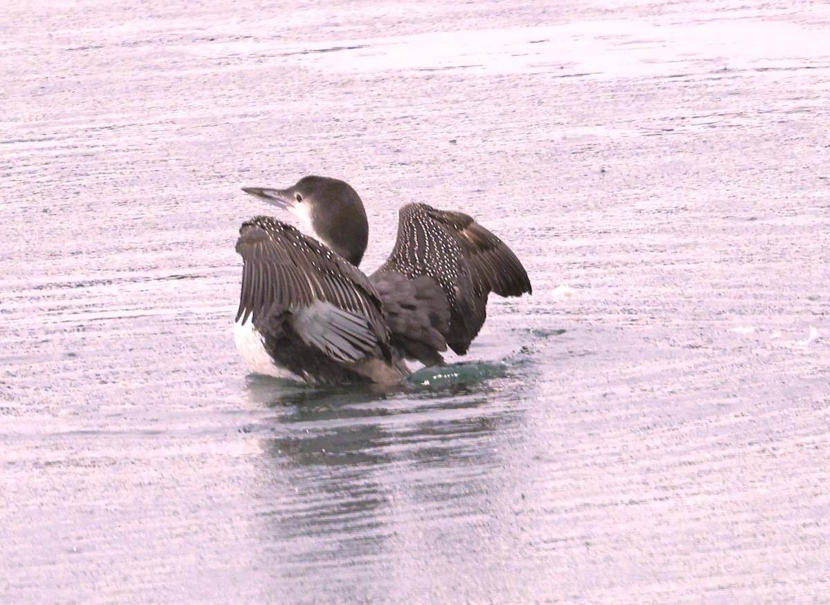 Common Loon - ML646371201