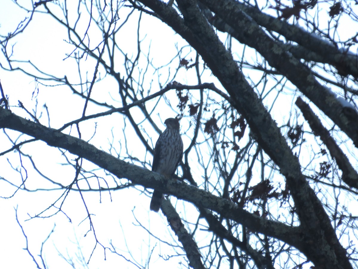Cooper's Hawk - ML646371202