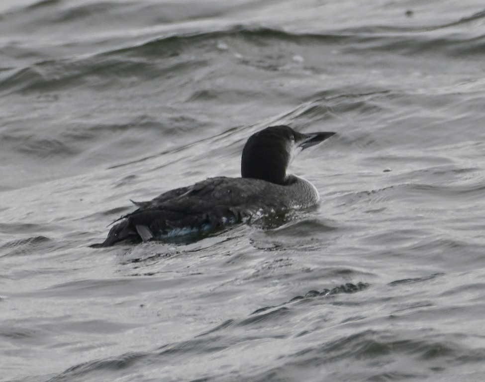 Common Loon - ML646371203