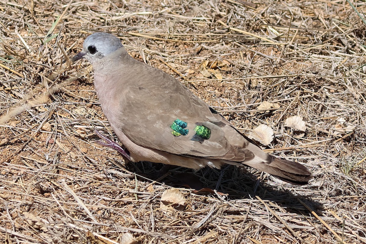 Emerald-spotted Wood-Dove - ML646371204
