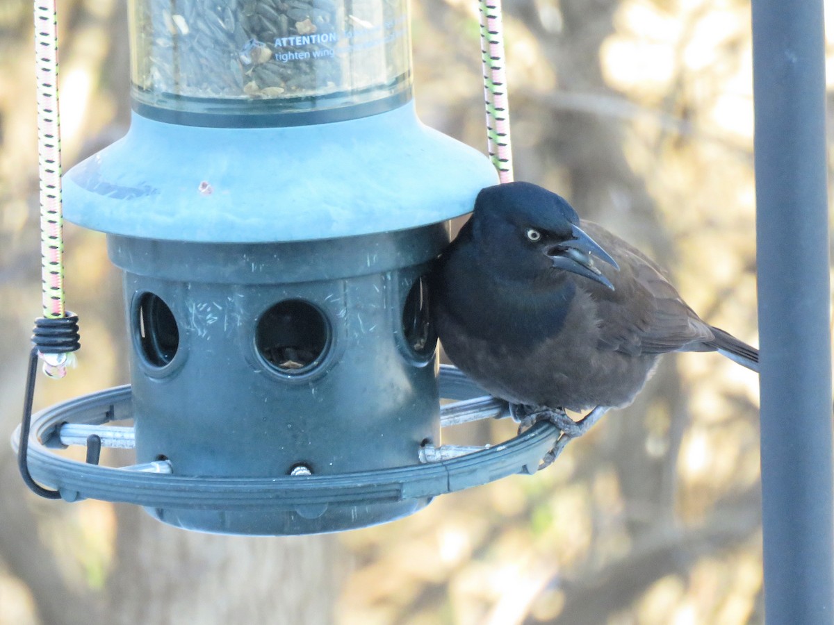 Common Grackle - ML646371205
