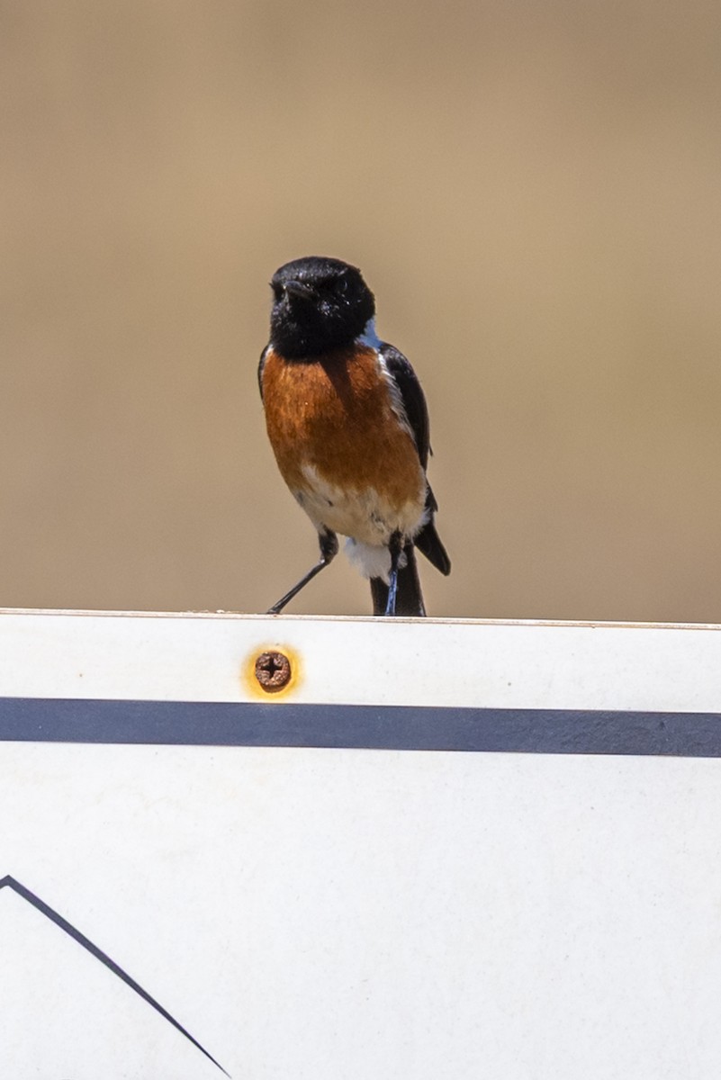 African Stonechat - ML646371206