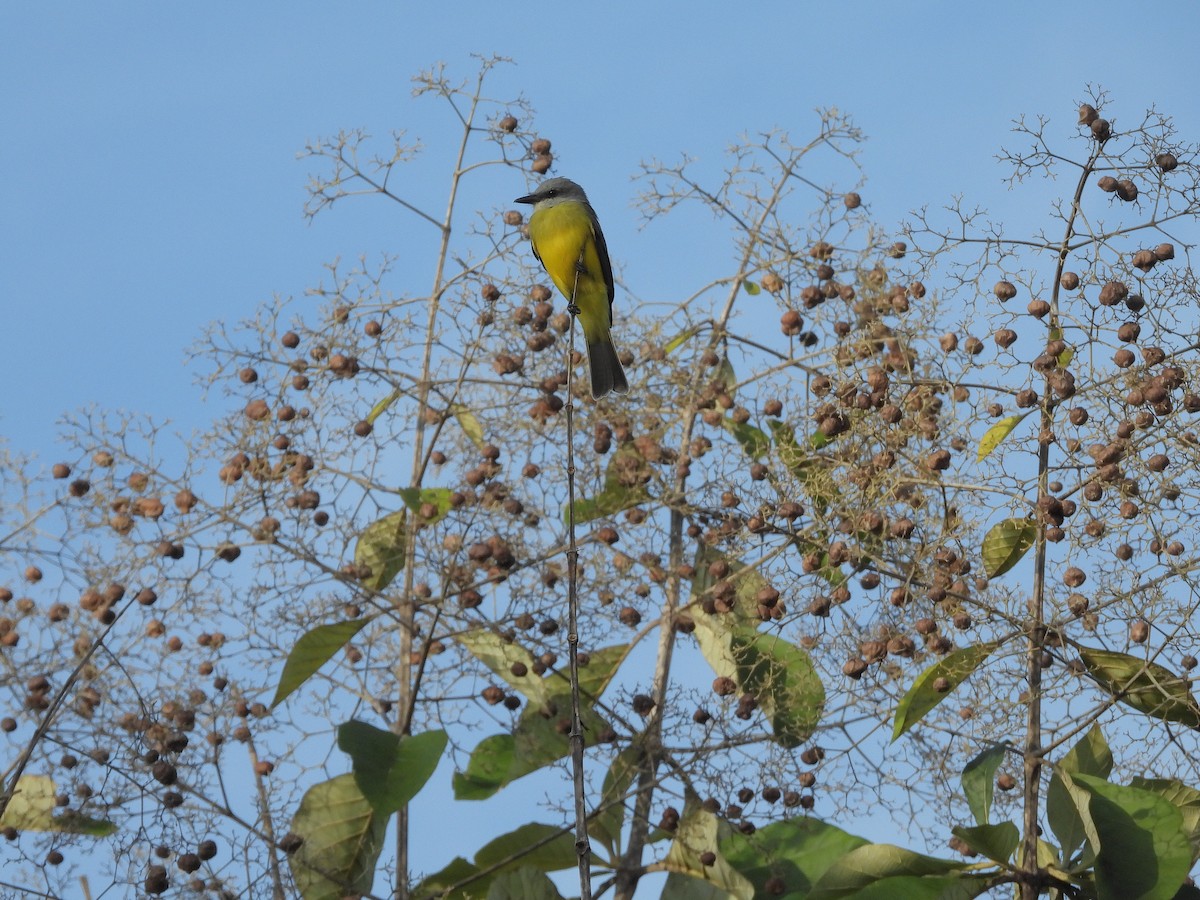Tropical Kingbird - ML646371209
