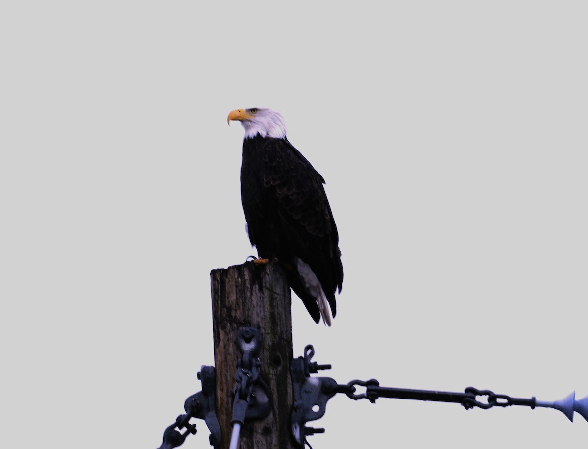 Bald Eagle - ML646371210