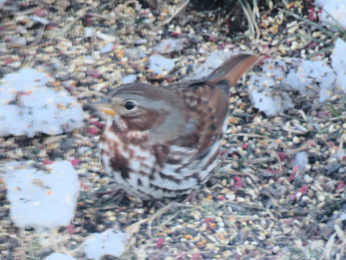 Fox Sparrow - ML646371211