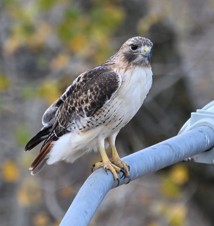 Red-tailed Hawk - ML646371212
