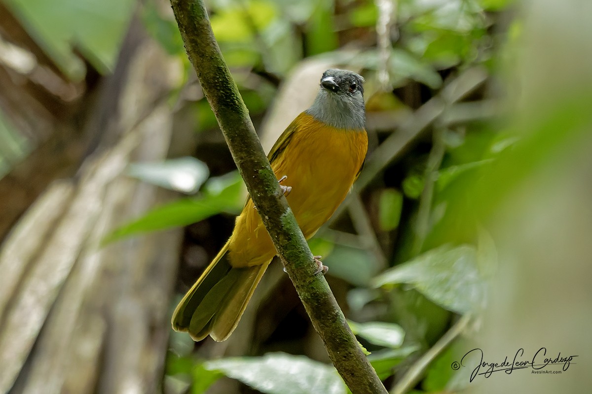 Gray-headed Tanager - ML646371213