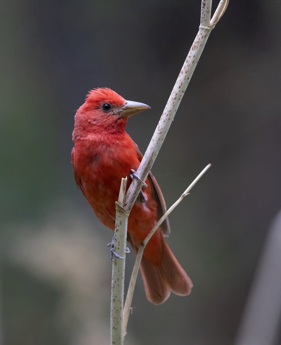 Summer Tanager - ML646371214