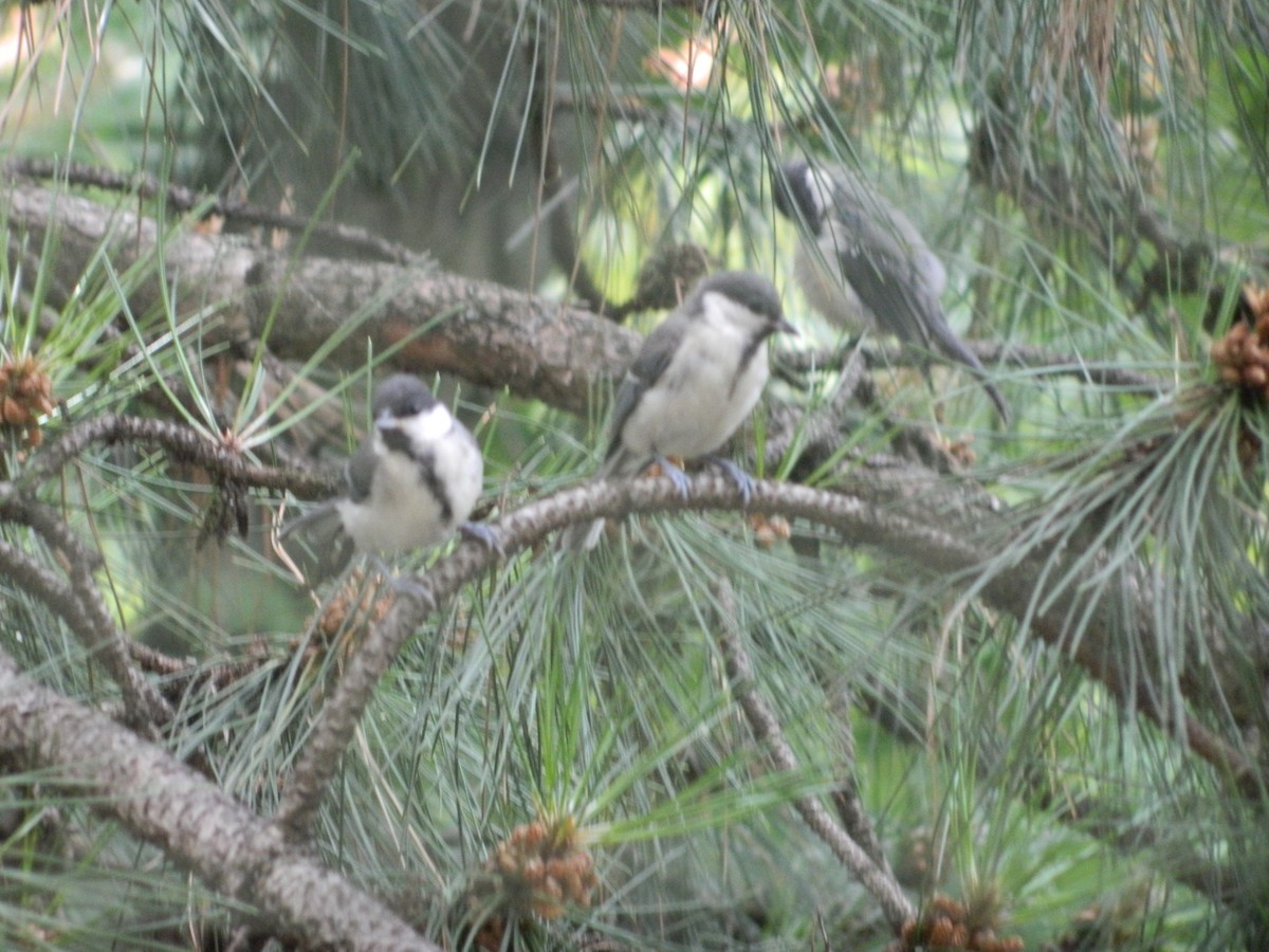 Great Tit - ML646371215