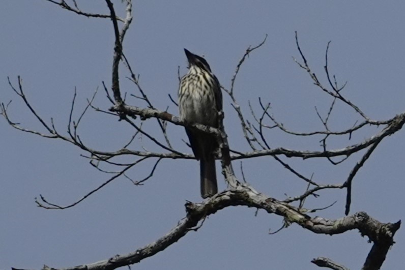 Streaked Flycatcher - ML646371216