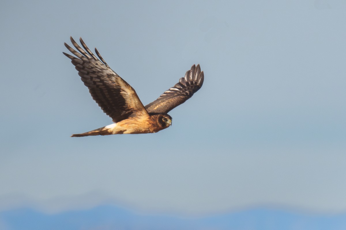 Northern Harrier - ML646371217