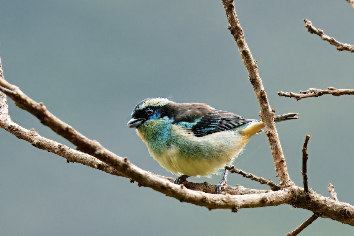 Blue-browed Tanager - ML646371218