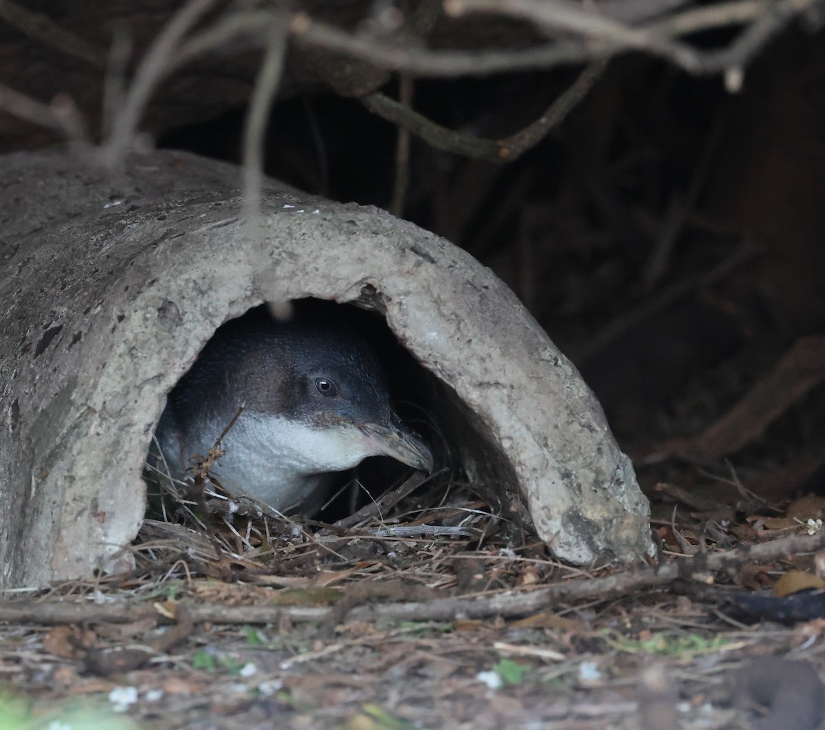 Little Penguin - ML646371219