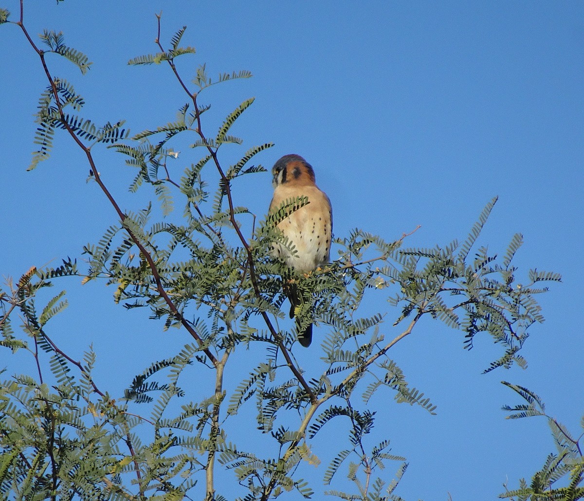 American Kestrel - ML646371228