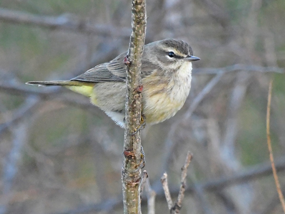Palm Warbler (Western) - ML646371229