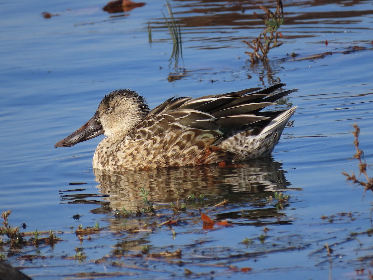 Mestolone - ML646371230