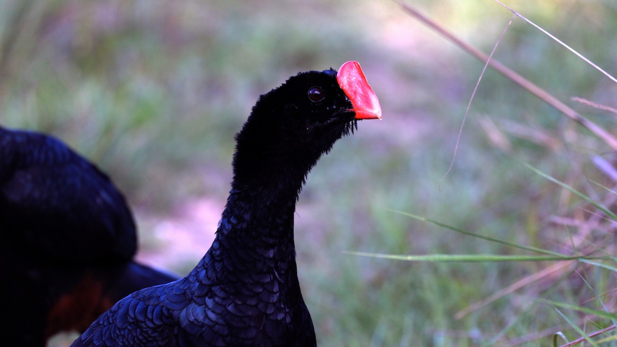 Razor-billed Curassow - ML646371232