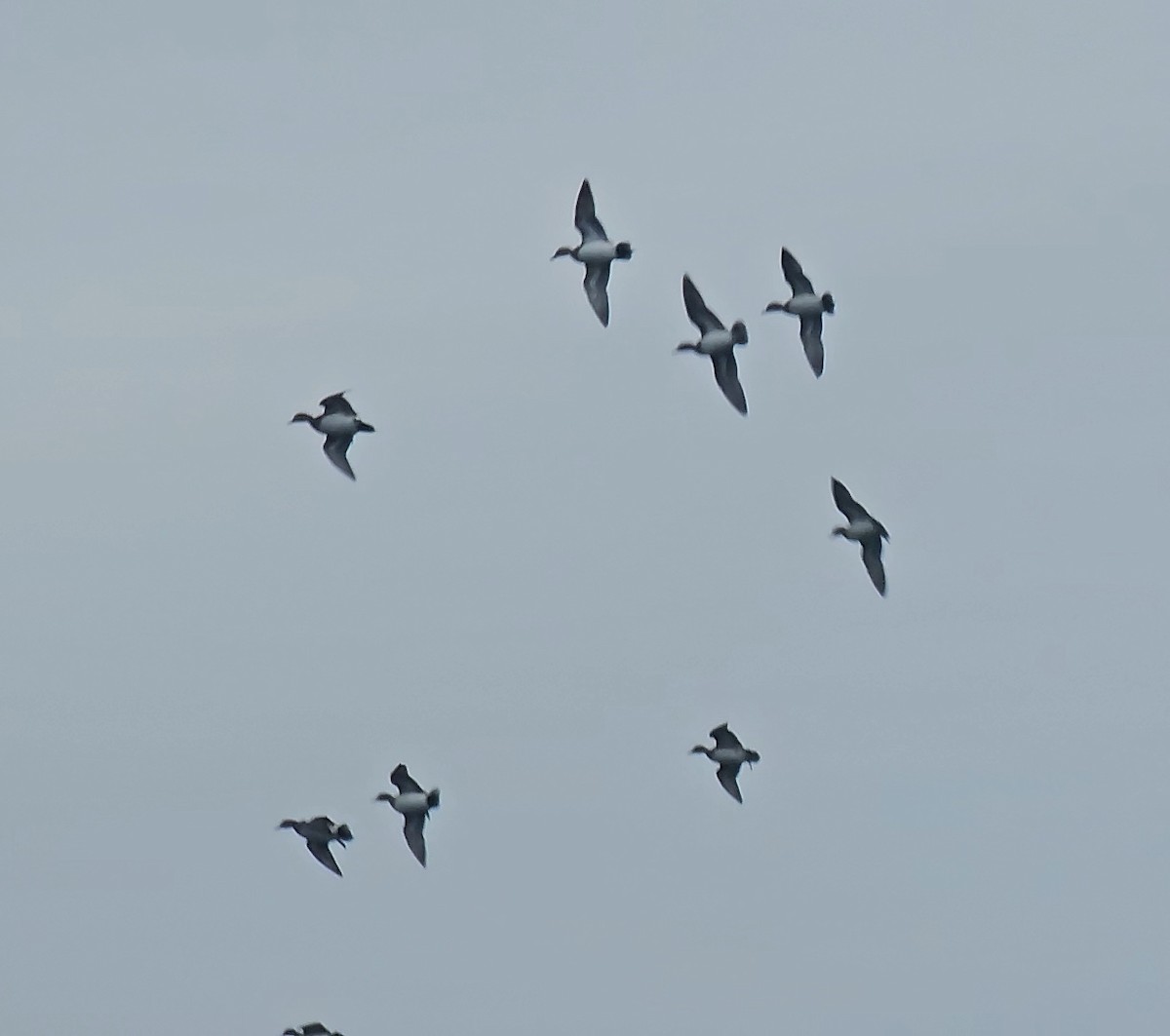 Свищ американський - ML646371233