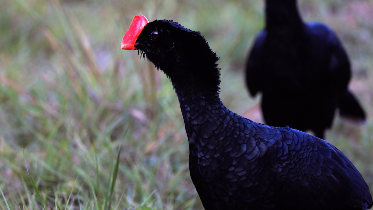 Razor-billed Curassow - ML646371234