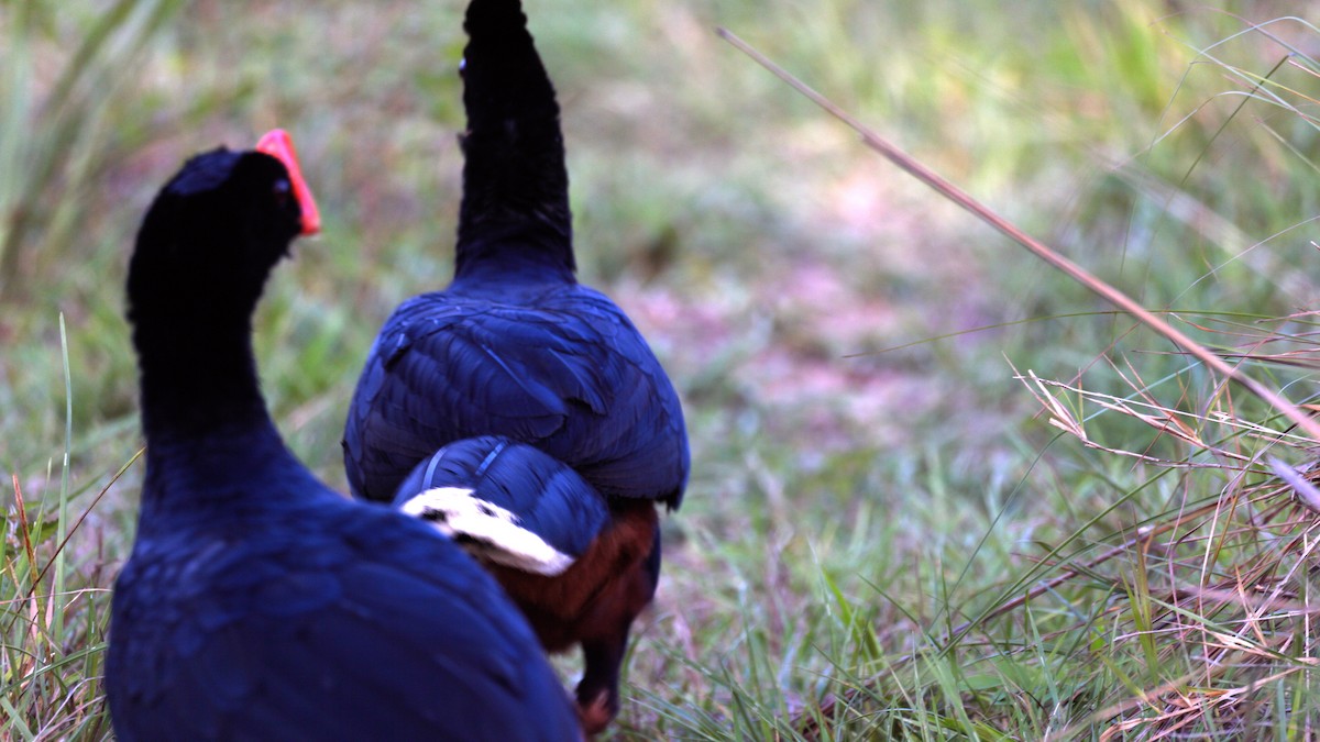 Razor-billed Curassow - ML646371235