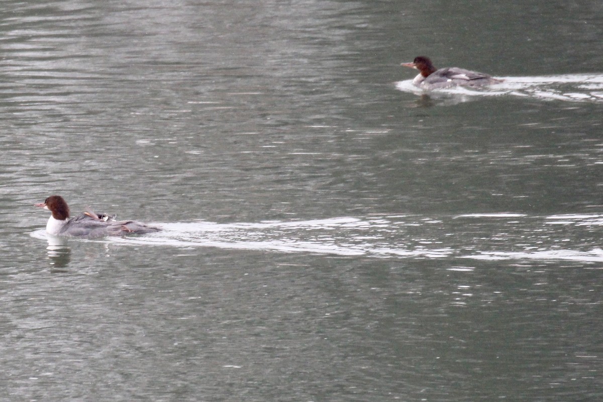 Common Merganser (North American) - ML646371237