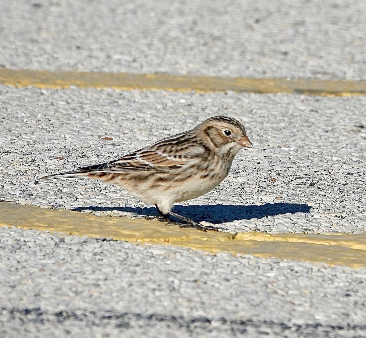 Lapland Longspur - ML646371238