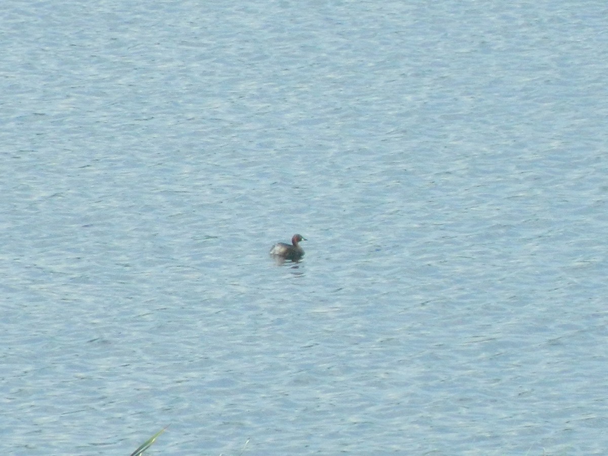 Little Grebe - ML646371239
