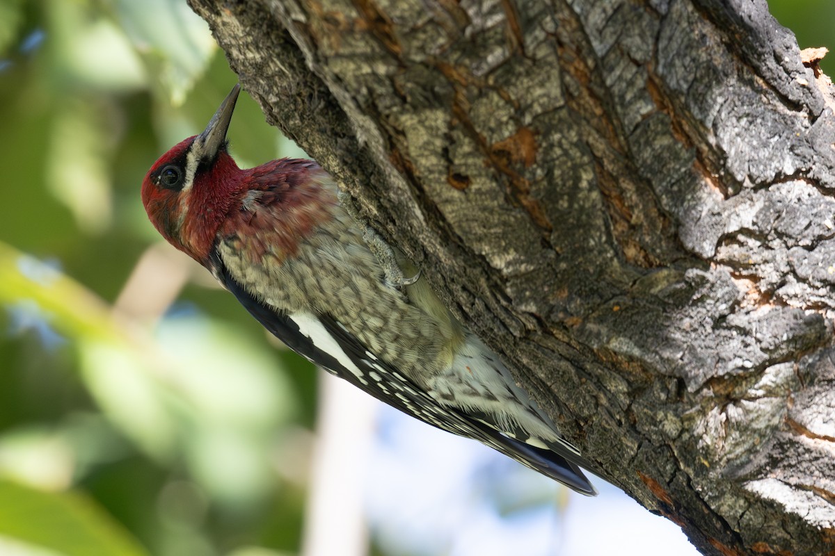 Red-breasted Sapsucker - ML646371240