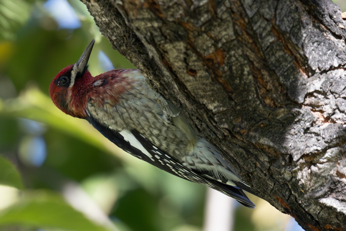 Red-breasted Sapsucker - ML646371241
