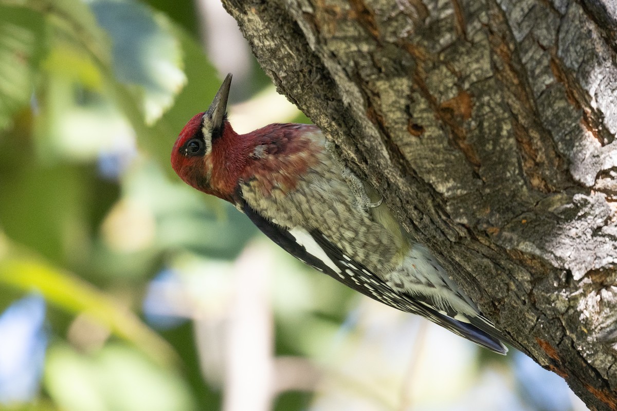 Red-breasted Sapsucker - ML646371242