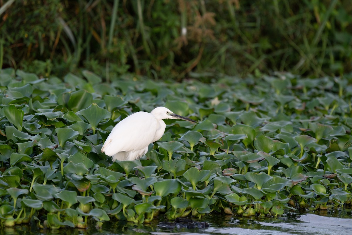 Little Egret - ML646371243
