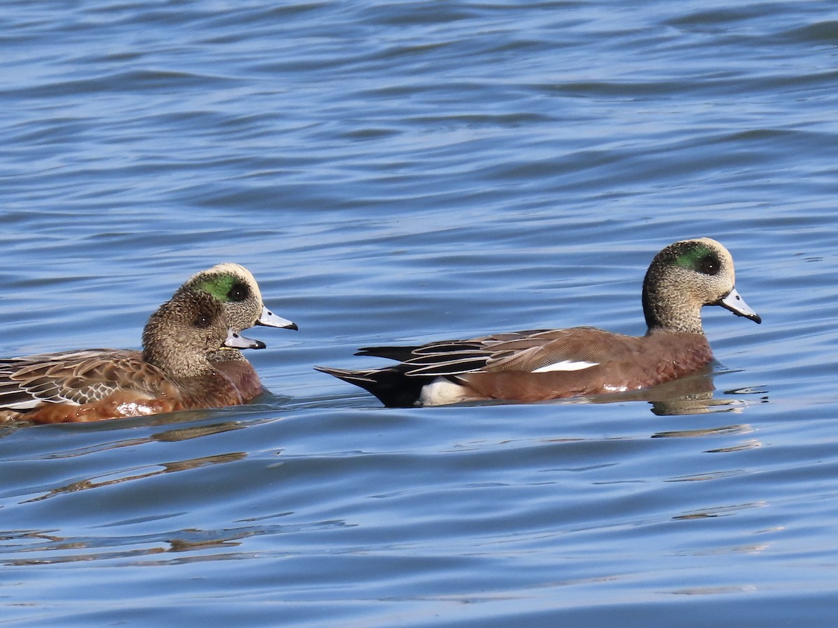 Fischione americano - ML646371244