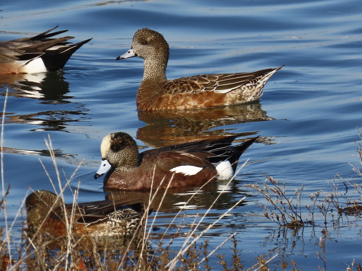 Fischione americano - ML646371245