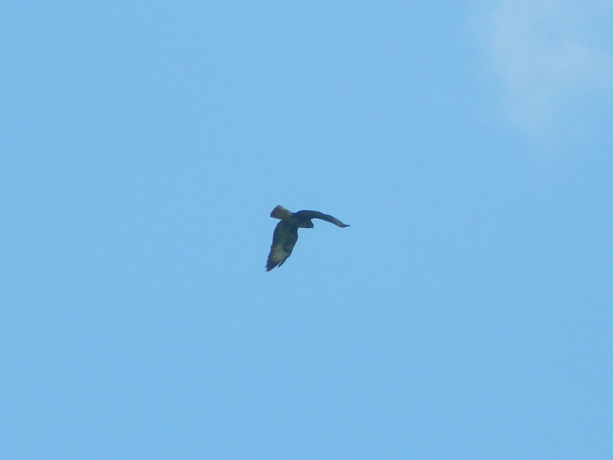 Common Buzzard - ML646371246