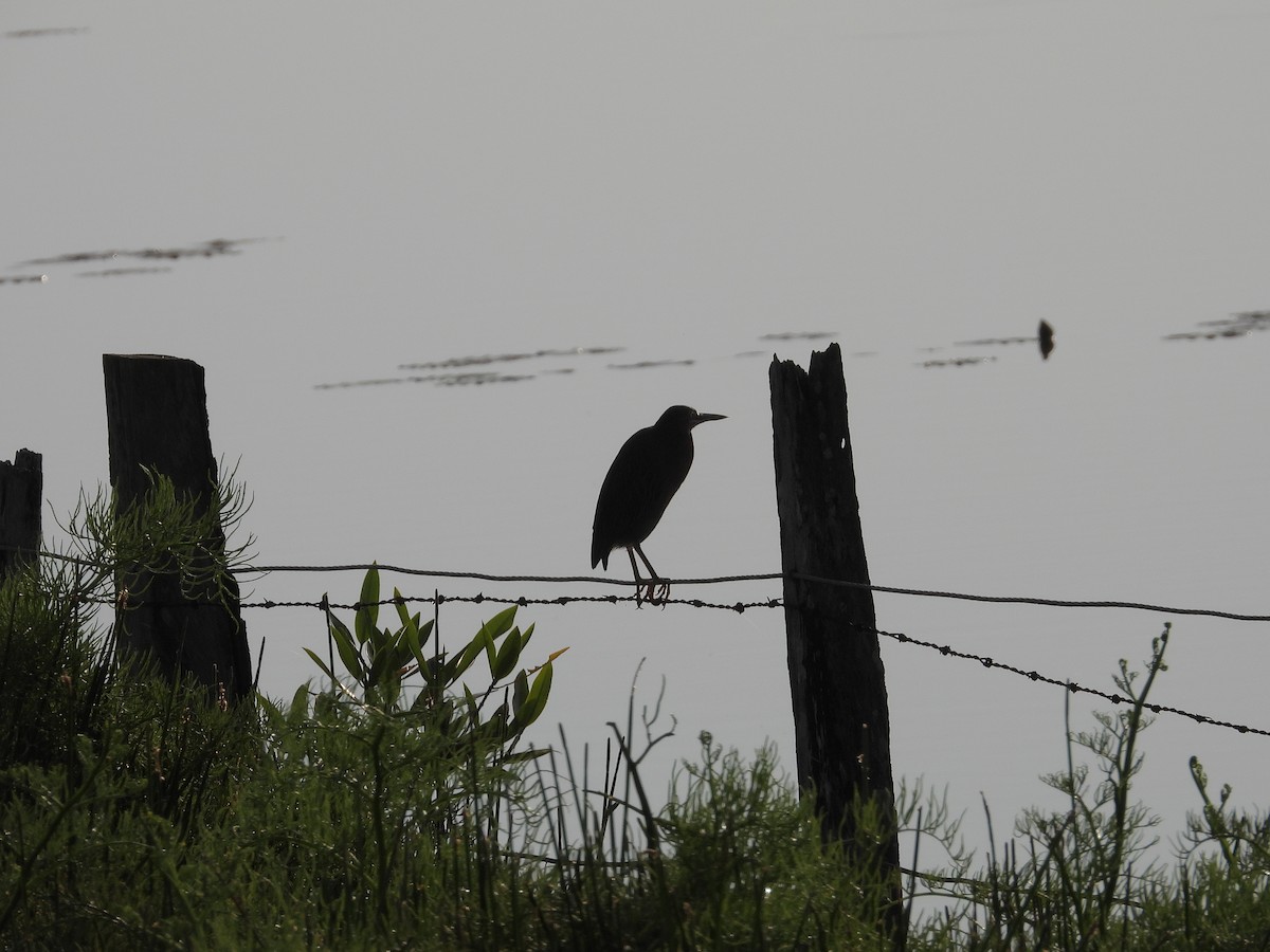 Garcilla Verde - ML646371247