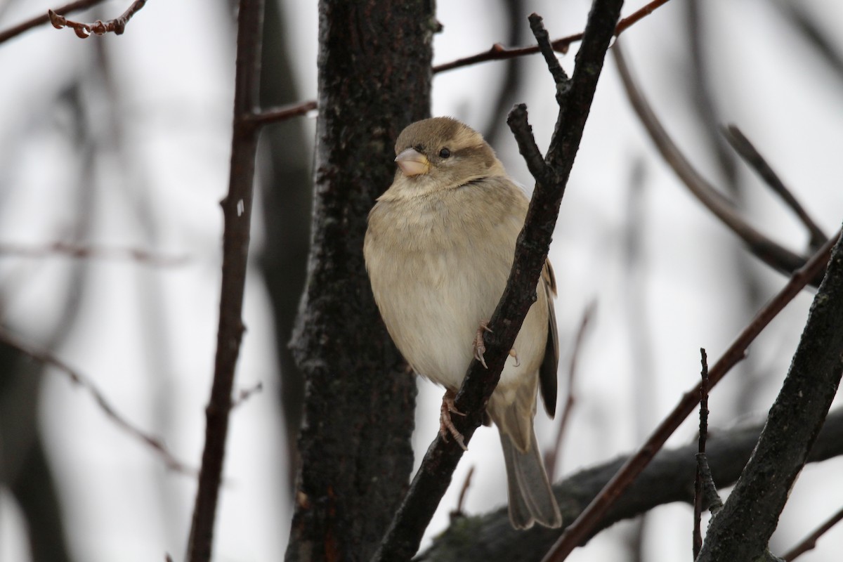 House Sparrow - ML646371248