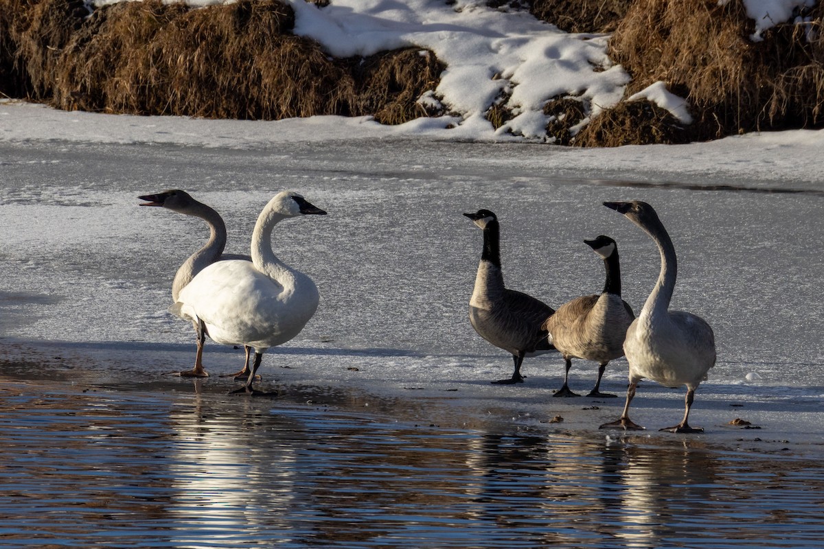 Trumpeter Swan - ML646371249