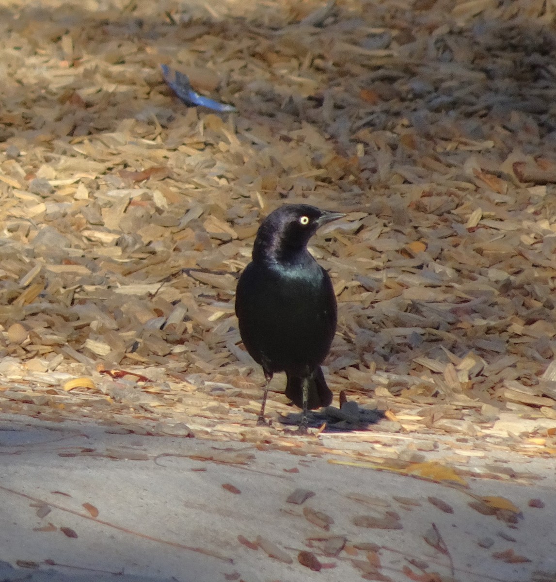 Brewer's Blackbird - ML646371250