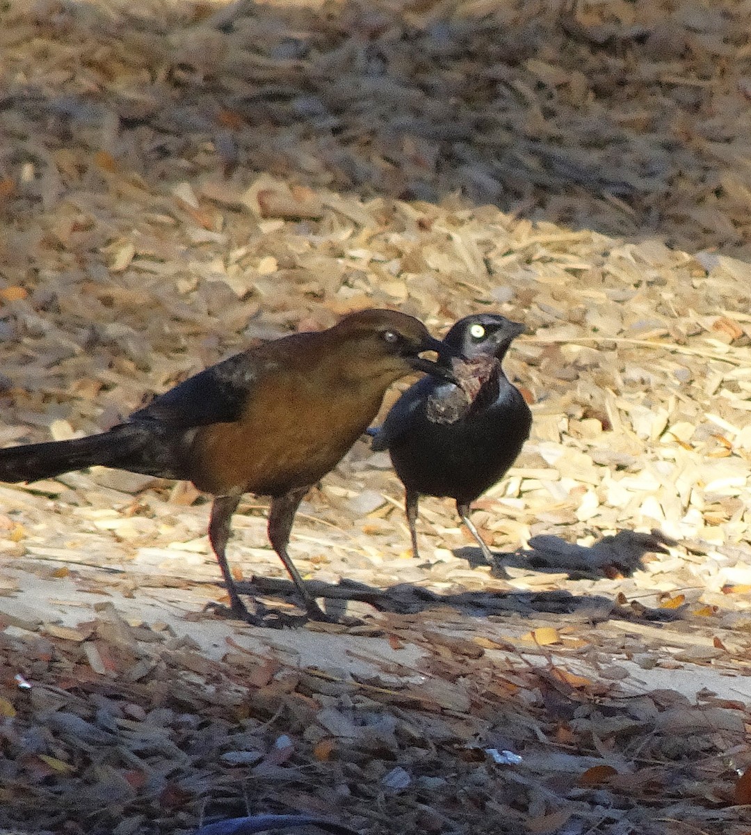 Brewer's Blackbird - ML646371251