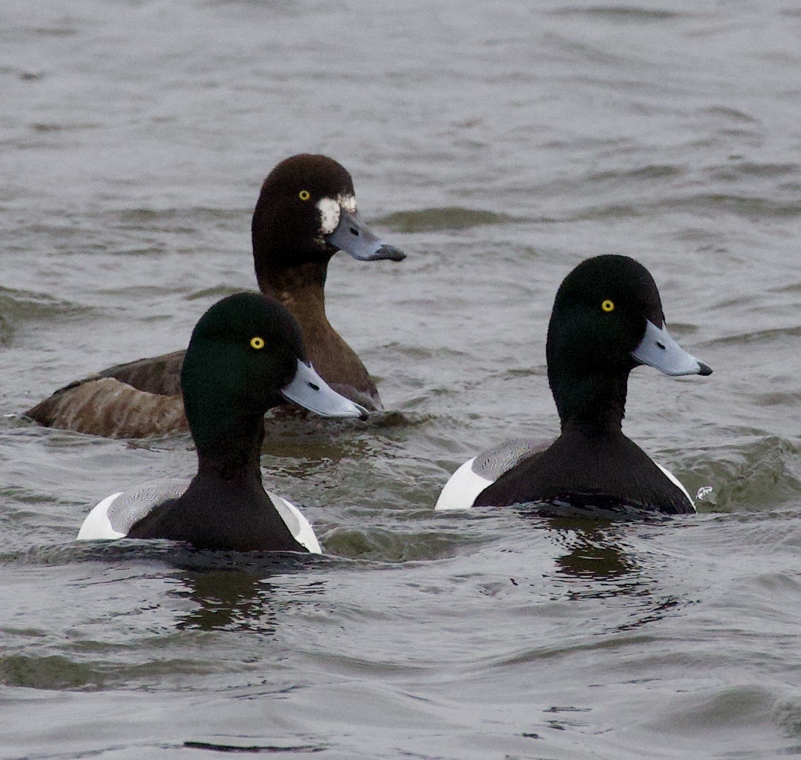 Fuligule milouinan - ML646371254