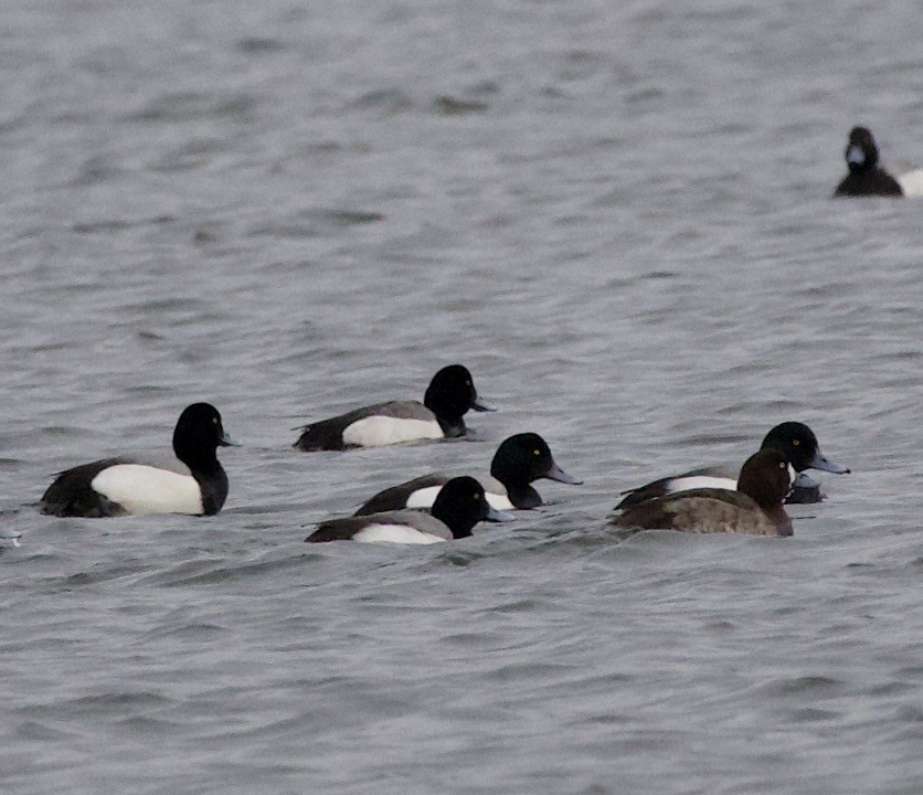 Fuligule milouinan - ML646371255