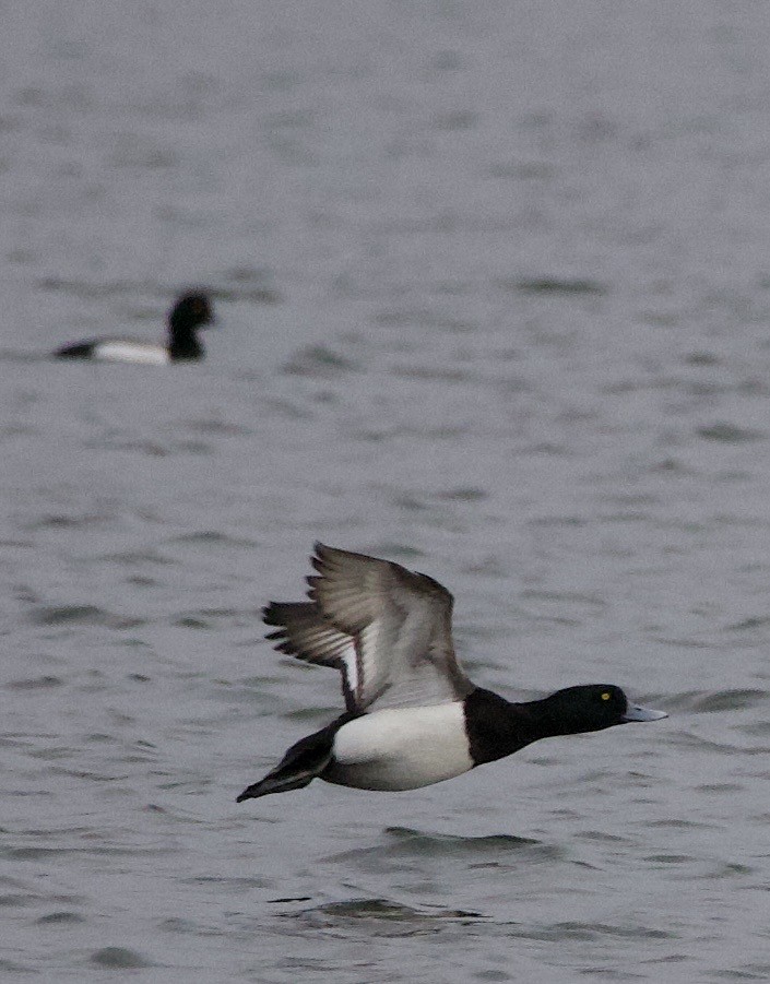 Fuligule milouinan - ML646371256