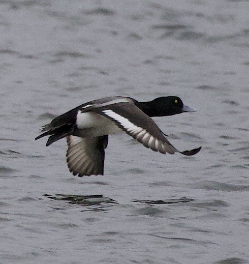 Fuligule milouinan - ML646371257